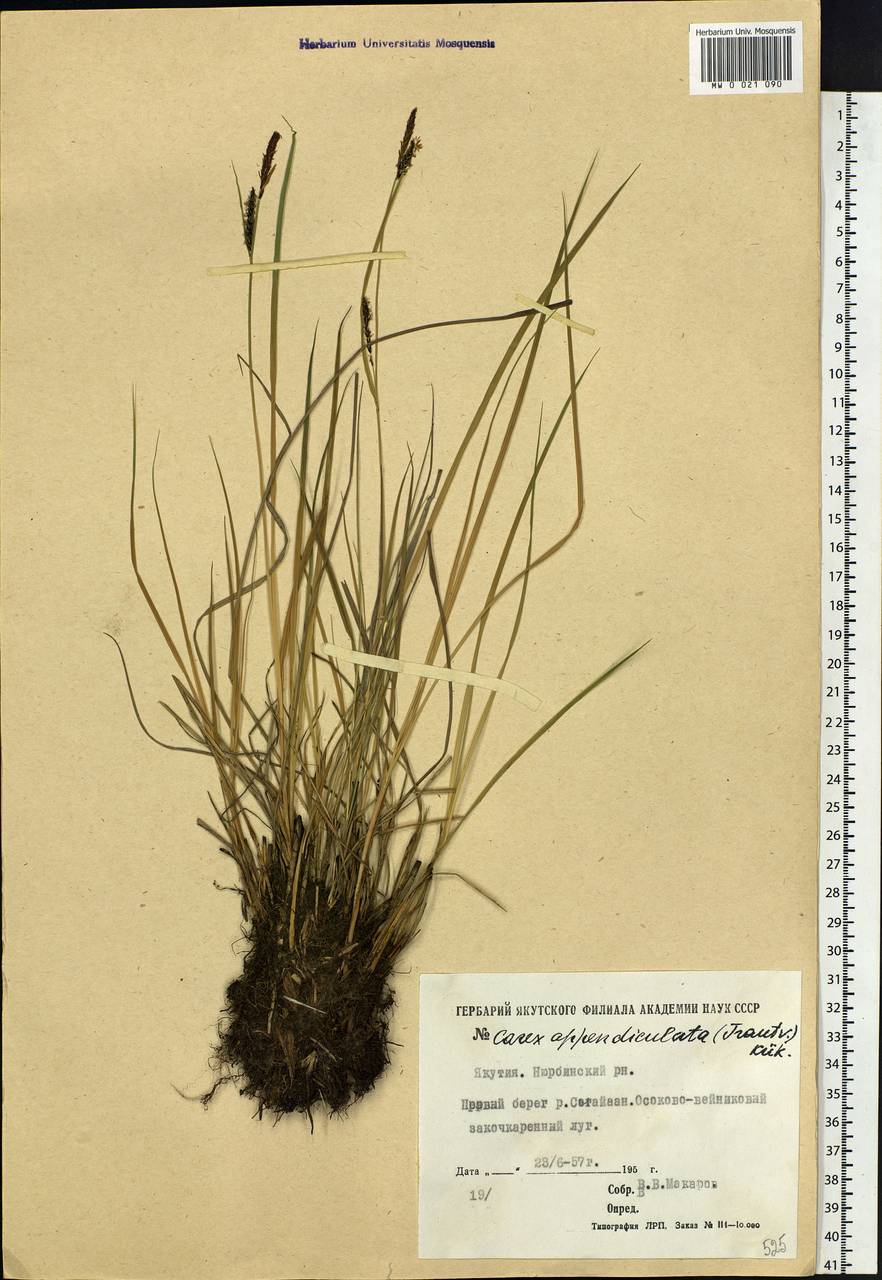 Carex appendiculata (Trautv. & C.A.Mey.) Kük., Siberia, Yakutia (S5) (Russia)