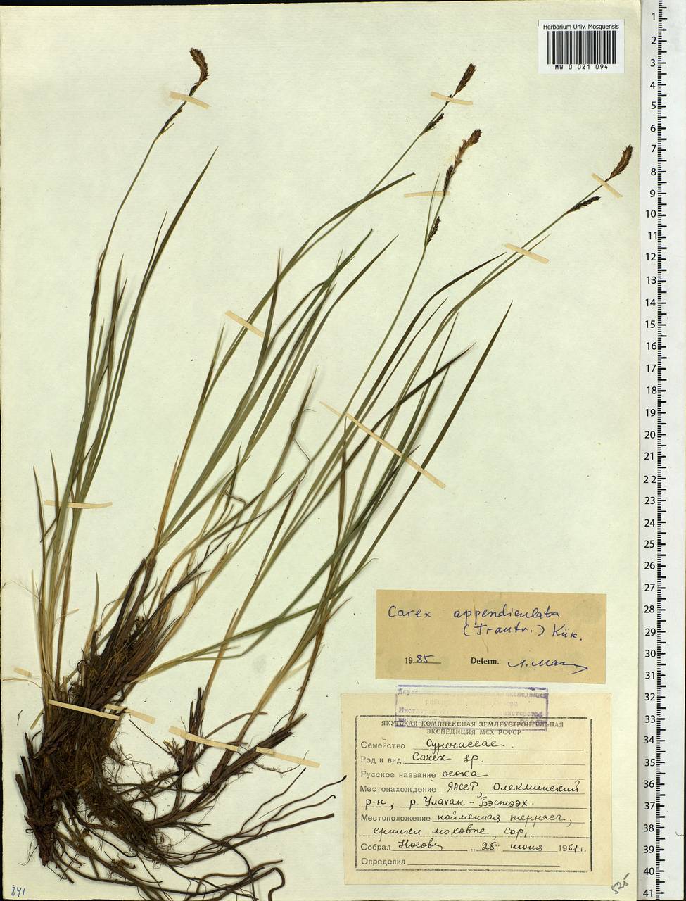 Carex appendiculata (Trautv. & C.A.Mey.) Kük., Siberia, Yakutia (S5) (Russia)