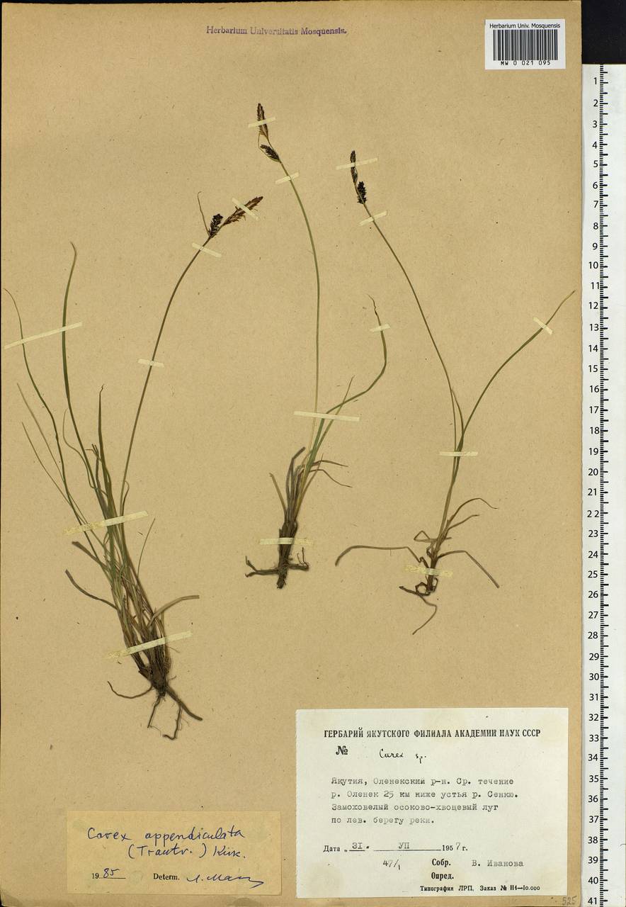 Carex appendiculata (Trautv. & C.A.Mey.) Kük., Siberia, Yakutia (S5) (Russia)