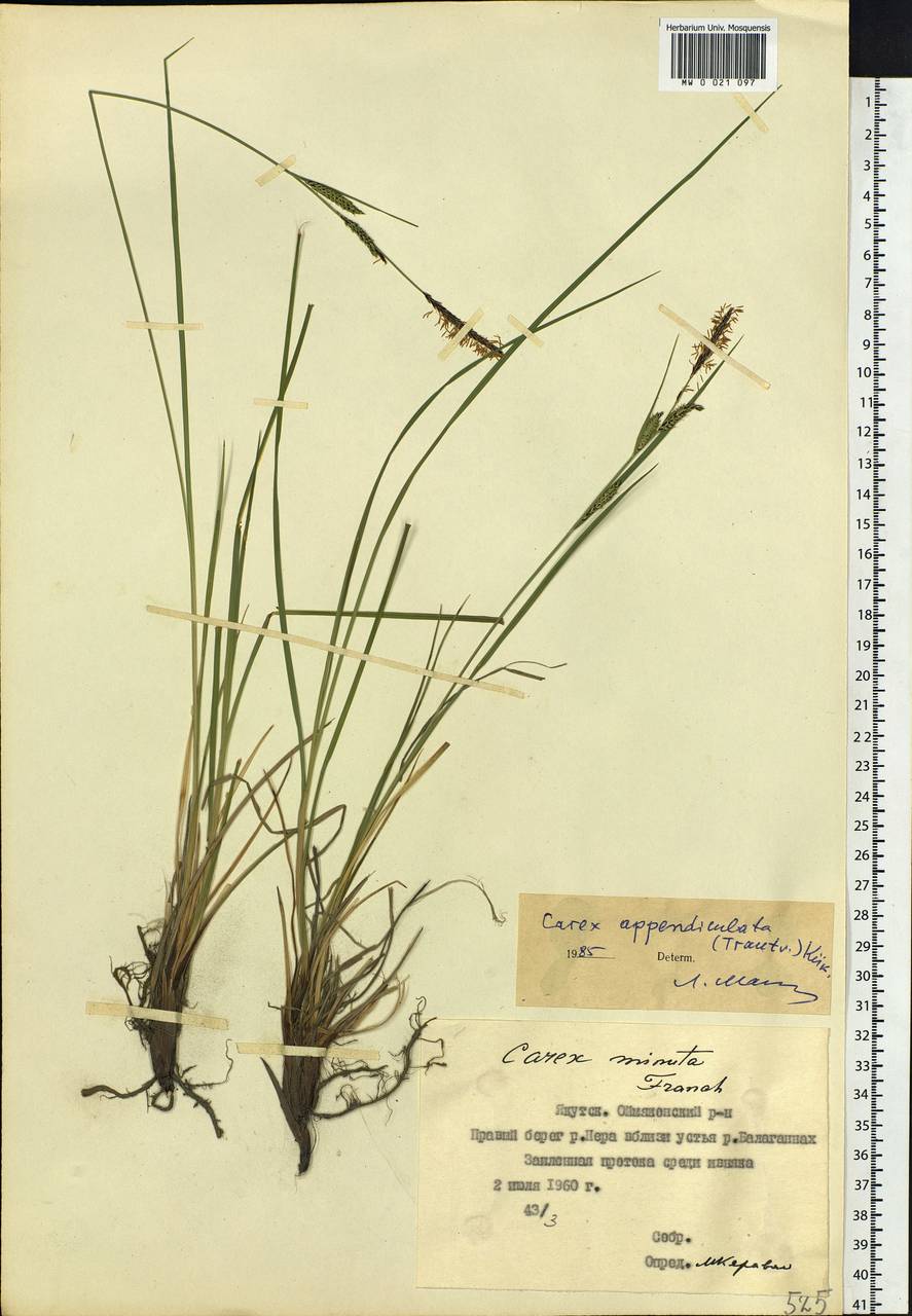 Carex appendiculata (Trautv. & C.A.Mey.) Kük., Siberia, Yakutia (S5) (Russia)