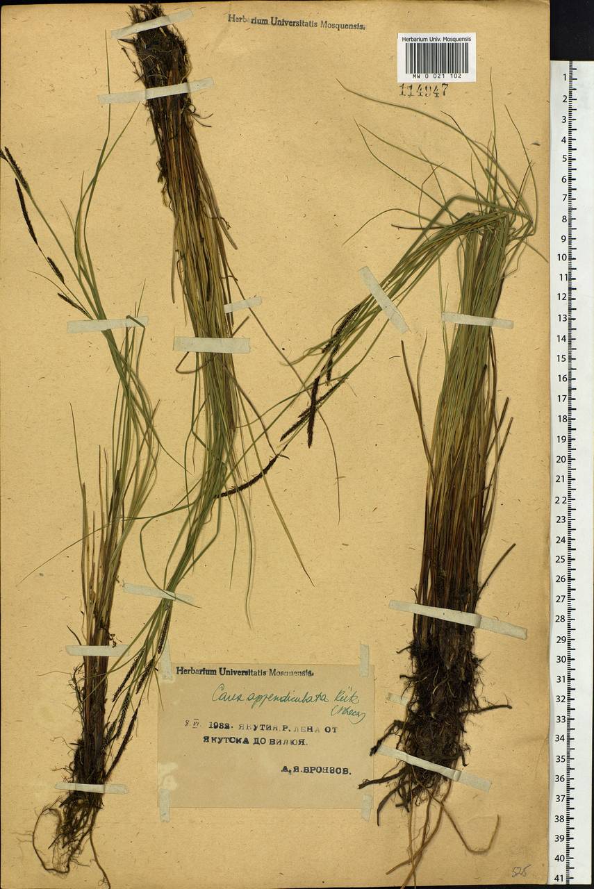 Carex appendiculata (Trautv. & C.A.Mey.) Kük., Siberia, Yakutia (S5) (Russia)