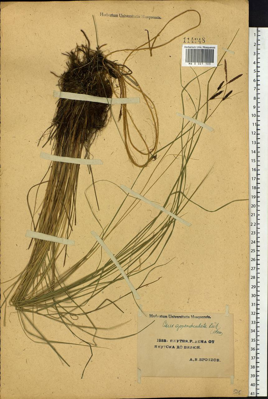 Carex appendiculata (Trautv. & C.A.Mey.) Kük., Siberia, Yakutia (S5) (Russia)