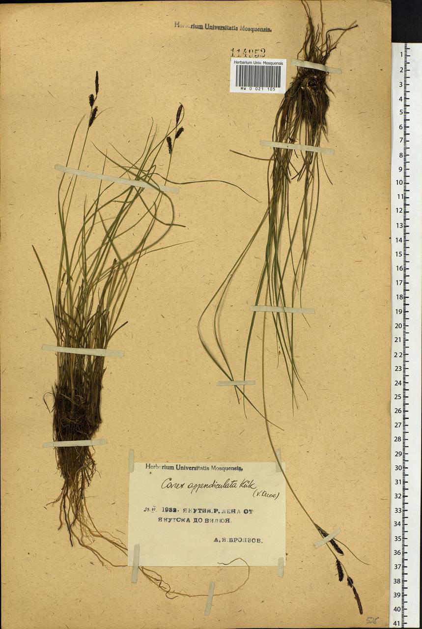 Carex appendiculata (Trautv. & C.A.Mey.) Kük., Siberia, Yakutia (S5) (Russia)
