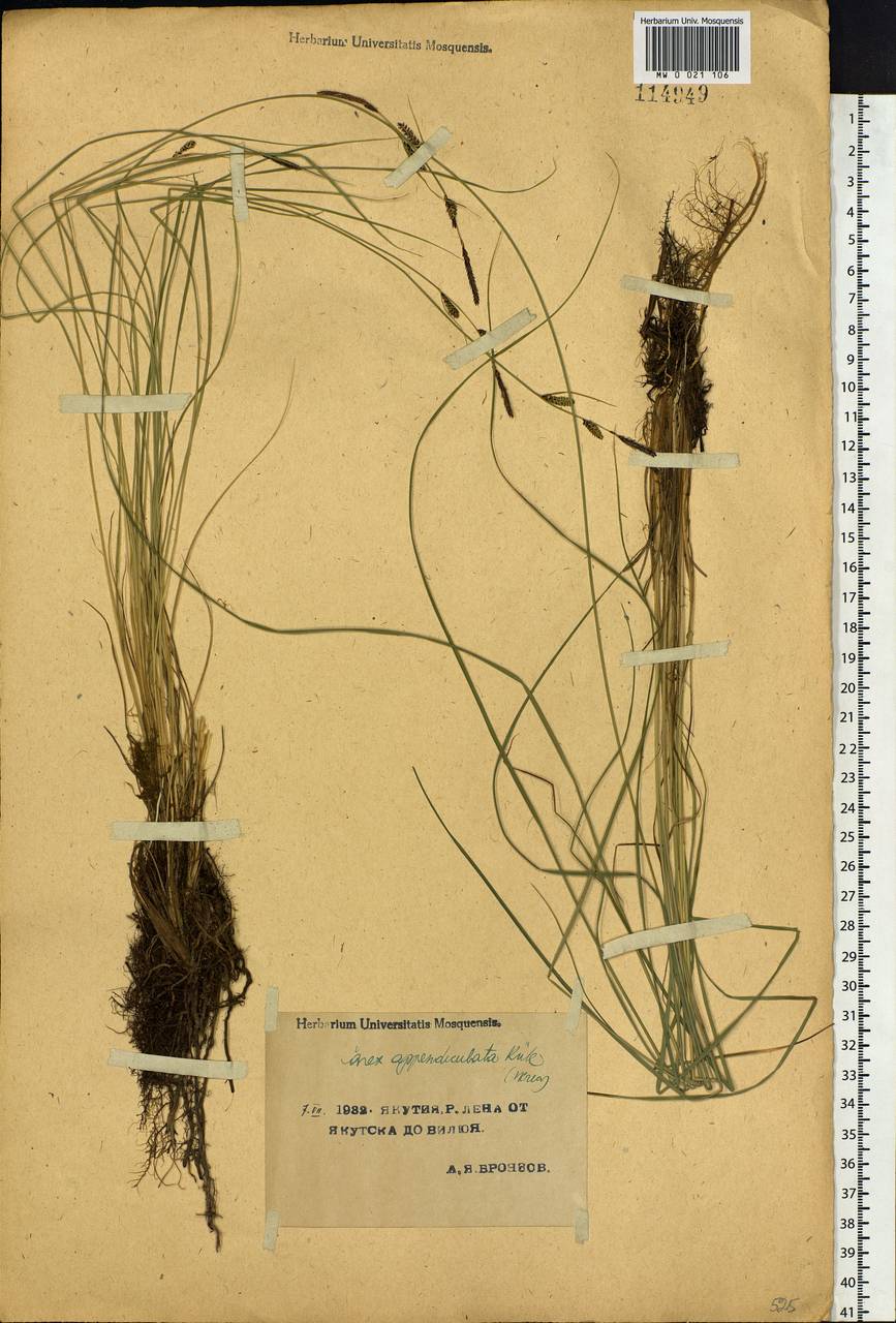Carex appendiculata (Trautv. & C.A.Mey.) Kük., Siberia, Yakutia (S5) (Russia)
