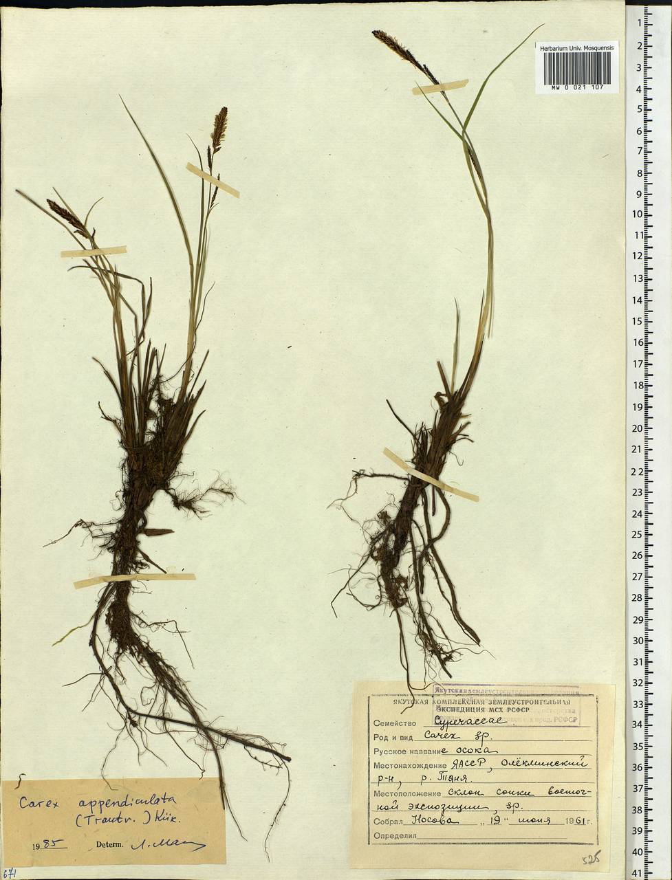 Carex appendiculata (Trautv. & C.A.Mey.) Kük., Siberia, Yakutia (S5) (Russia)