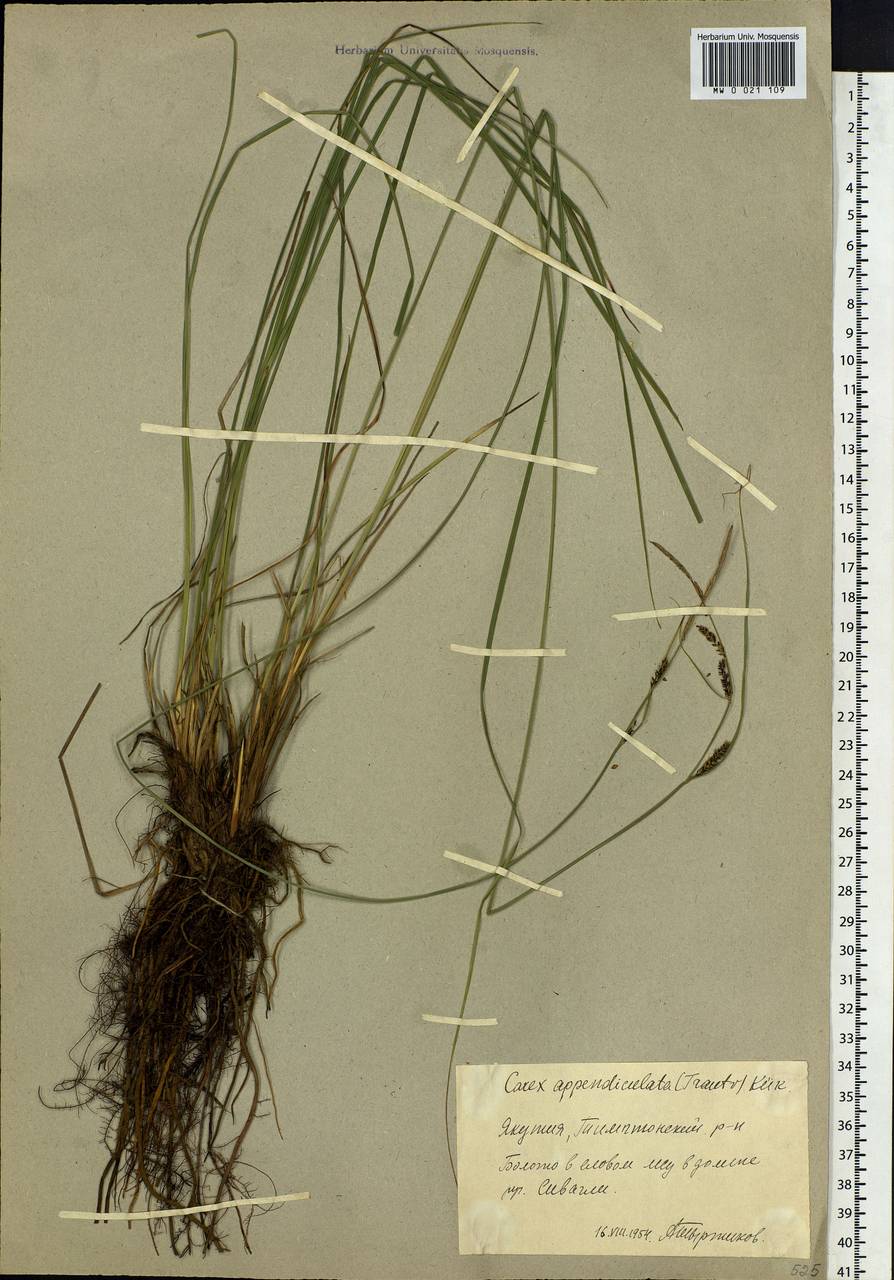 Carex appendiculata (Trautv. & C.A.Mey.) Kük., Siberia, Yakutia (S5) (Russia)