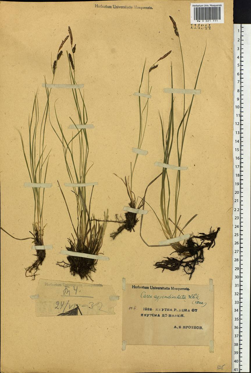 Carex appendiculata (Trautv. & C.A.Mey.) Kük., Siberia, Yakutia (S5) (Russia)