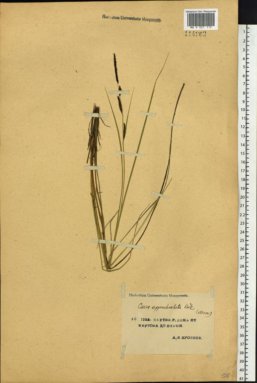 Carex appendiculata (Trautv. & C.A.Mey.) Kük., Siberia, Yakutia (S5) (Russia)
