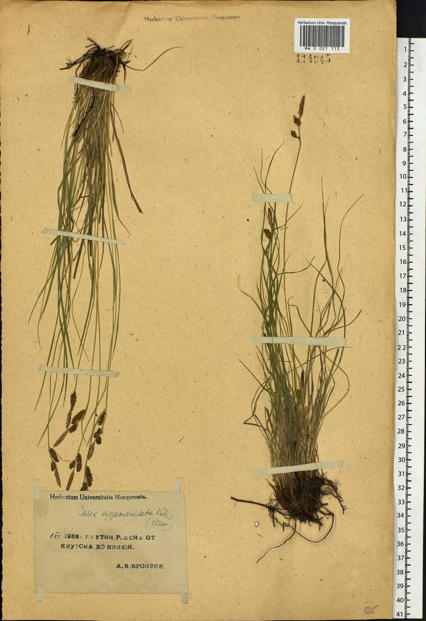 Carex appendiculata (Trautv. & C.A.Mey.) Kük., Siberia, Yakutia (S5) (Russia)