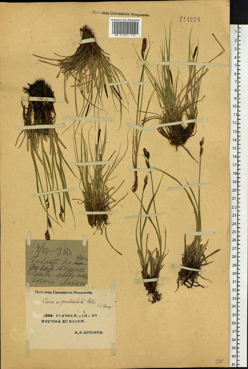 Carex appendiculata (Trautv. & C.A.Mey.) Kük., Siberia, Yakutia (S5) (Russia)