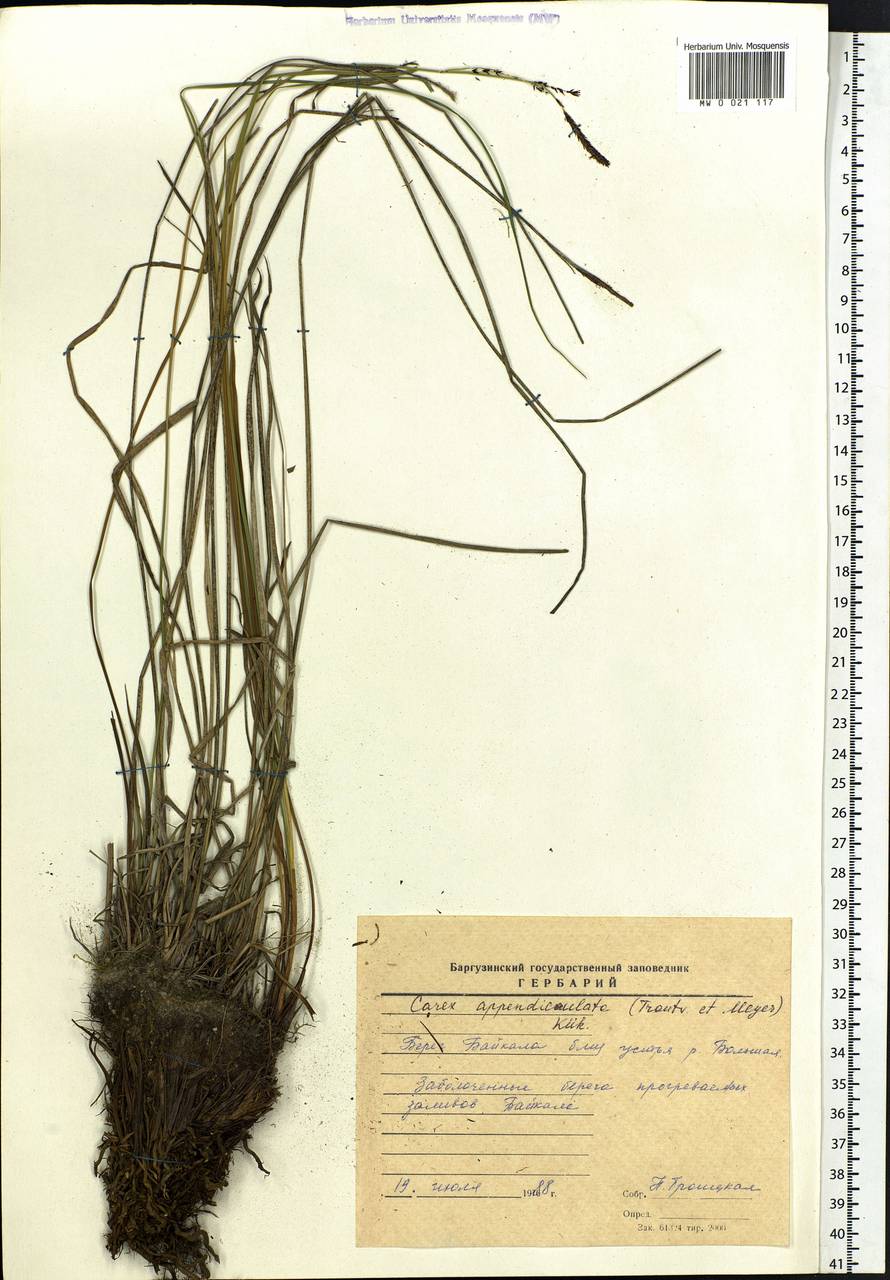 Carex appendiculata (Trautv. & C.A.Mey.) Kük., Siberia, Baikal & Transbaikal region (S4) (Russia)