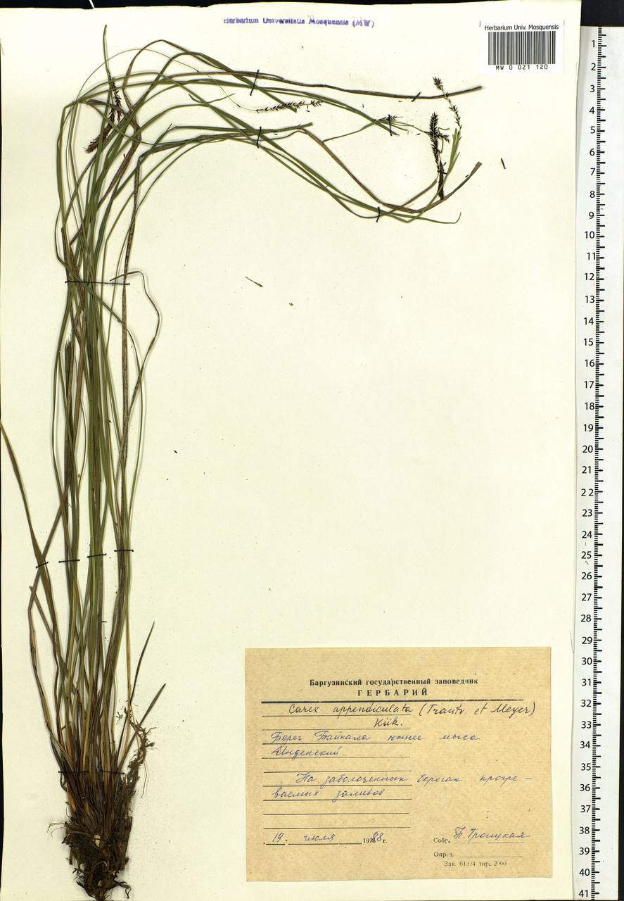 Carex appendiculata (Trautv. & C.A.Mey.) Kük., Siberia, Baikal & Transbaikal region (S4) (Russia)