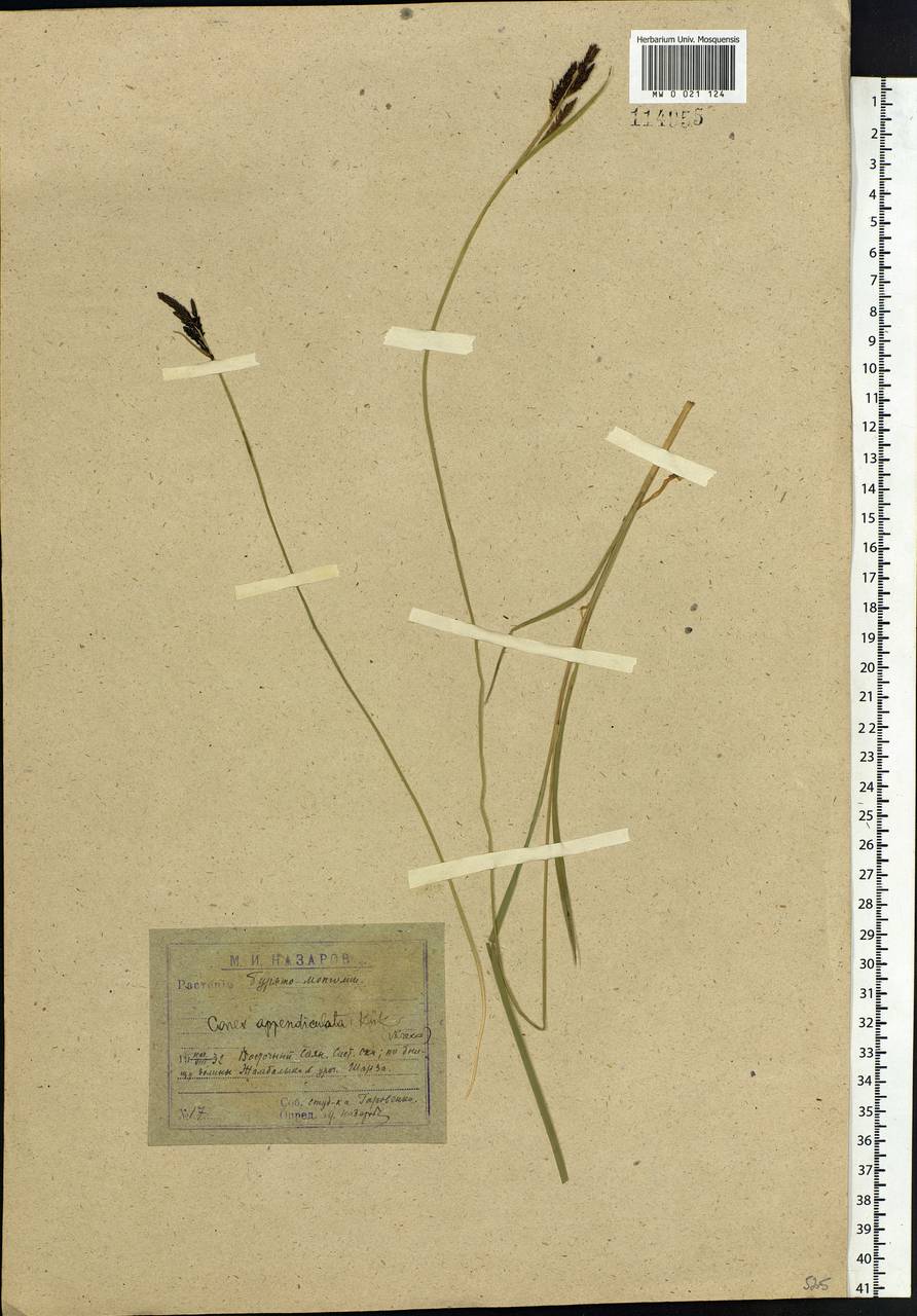 Carex appendiculata (Trautv. & C.A.Mey.) Kük., Siberia, Baikal & Transbaikal region (S4) (Russia)