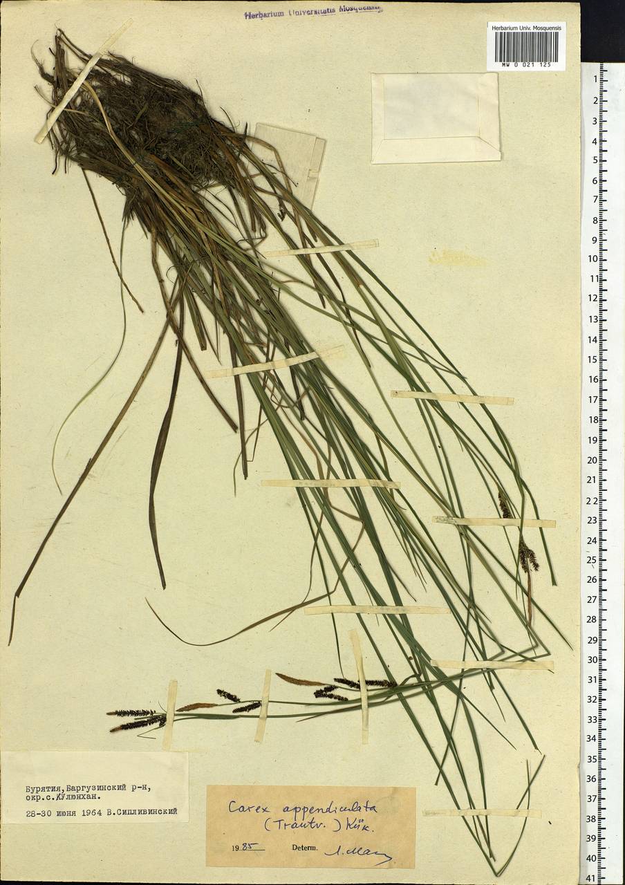 Carex appendiculata (Trautv. & C.A.Mey.) Kük., Siberia, Baikal & Transbaikal region (S4) (Russia)