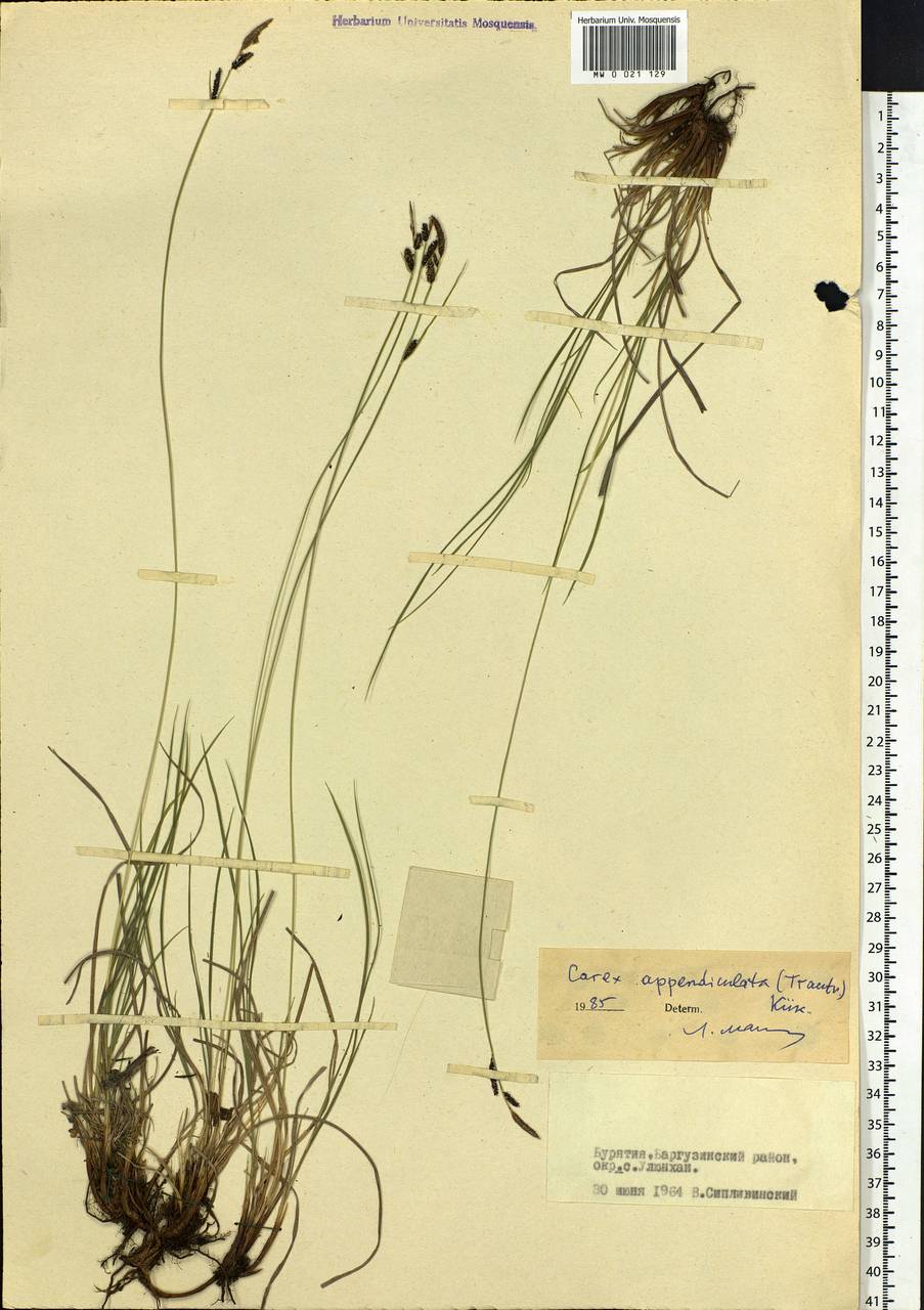 Carex appendiculata (Trautv. & C.A.Mey.) Kük., Siberia, Baikal & Transbaikal region (S4) (Russia)