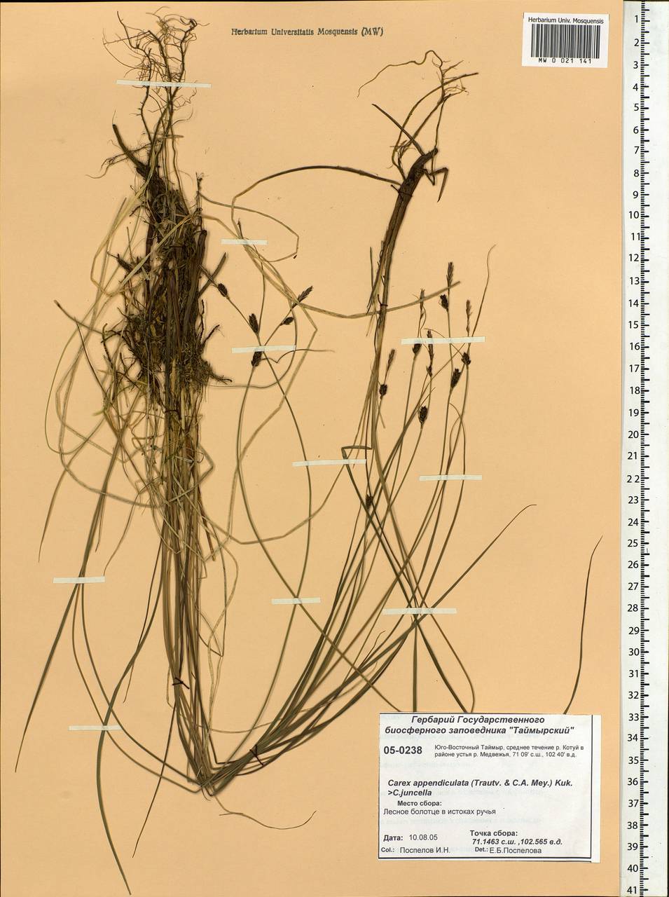 Carex appendiculata (Trautv. & C.A.Mey.) Kük., Siberia, Central Siberia (S3) (Russia)