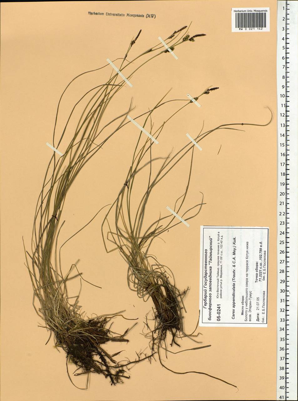 Carex appendiculata (Trautv. & C.A.Mey.) Kük., Siberia, Central Siberia (S3) (Russia)