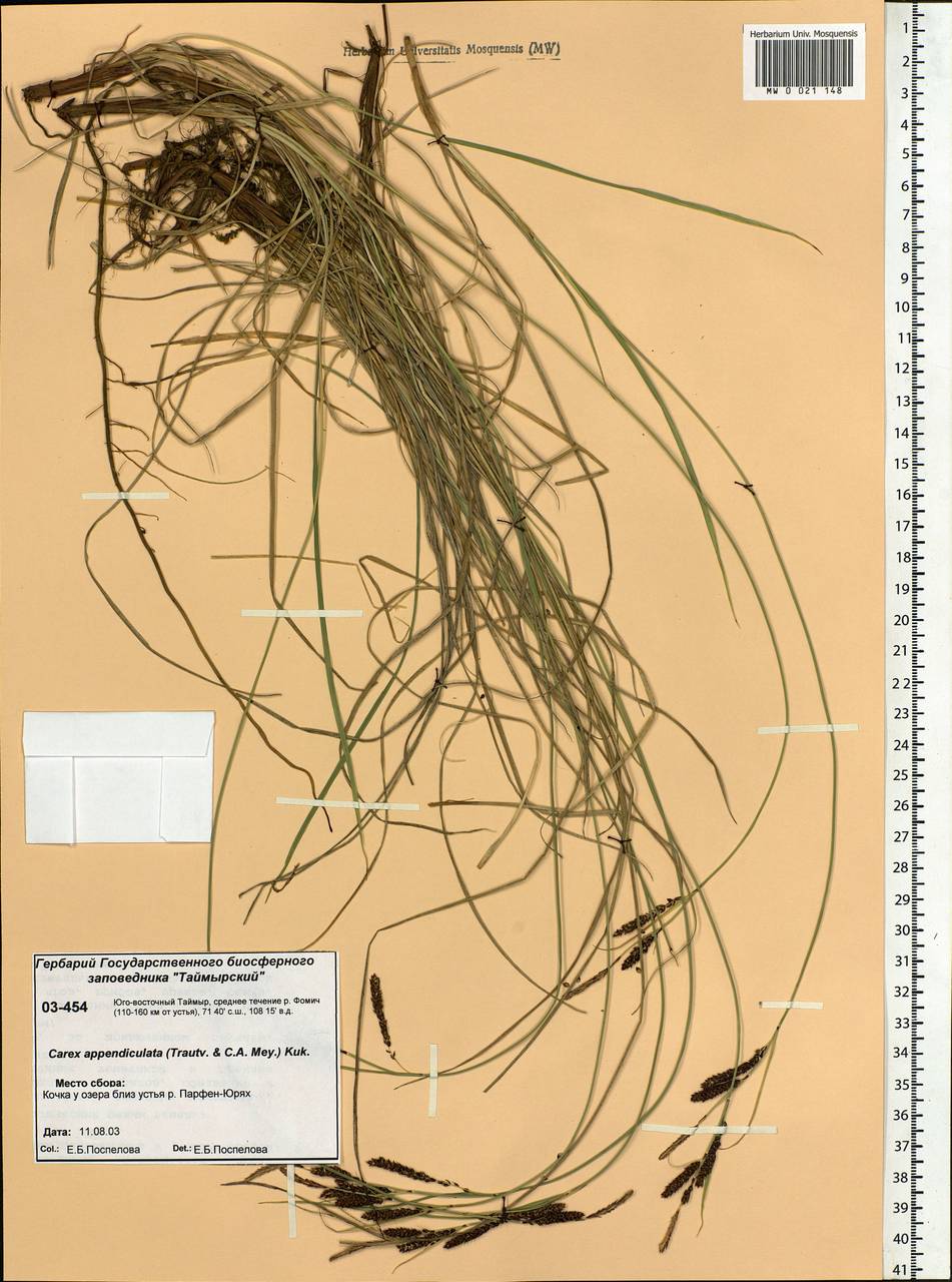 Carex appendiculata (Trautv. & C.A.Mey.) Kük., Siberia, Central Siberia (S3) (Russia)