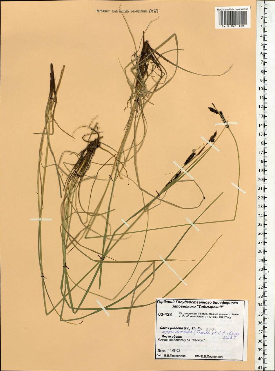 Carex appendiculata (Trautv. & C.A.Mey.) Kük., Siberia, Central Siberia (S3) (Russia)