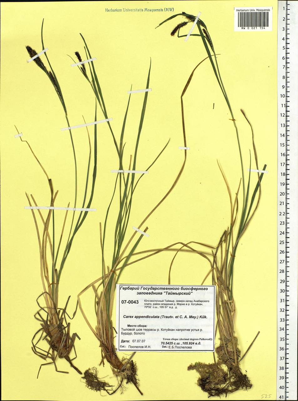 Carex appendiculata (Trautv. & C.A.Mey.) Kük., Siberia, Central Siberia (S3) (Russia)
