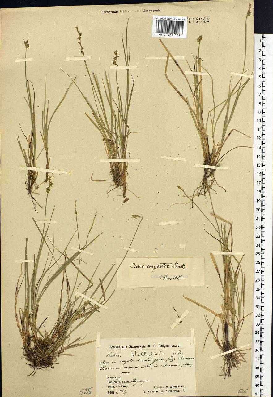 Carex echinata subsp. echinata, Siberia, Chukotka & Kamchatka (S7) (Russia)