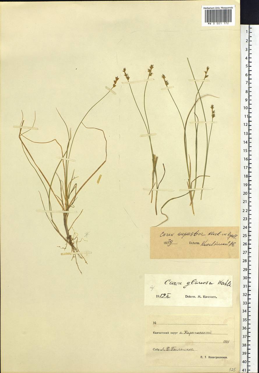 Carex echinata subsp. echinata, Siberia, Chukotka & Kamchatka (S7) (Russia)