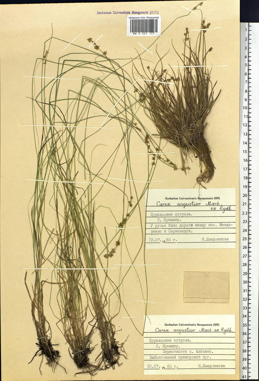 Carex echinata subsp. echinata, Siberia, Russian Far East (S6) (Russia)