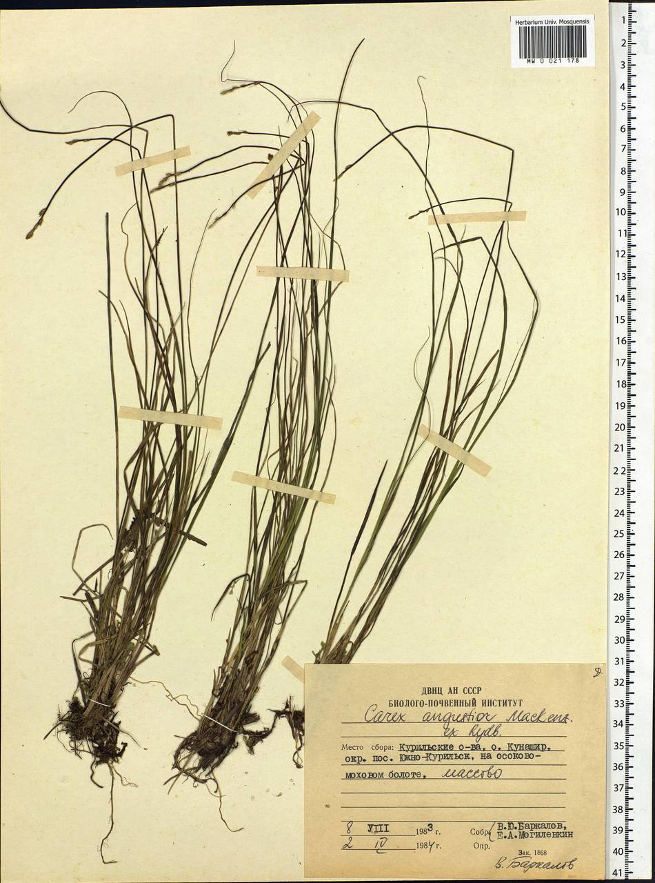 Carex echinata subsp. echinata, Siberia, Russian Far East (S6) (Russia)