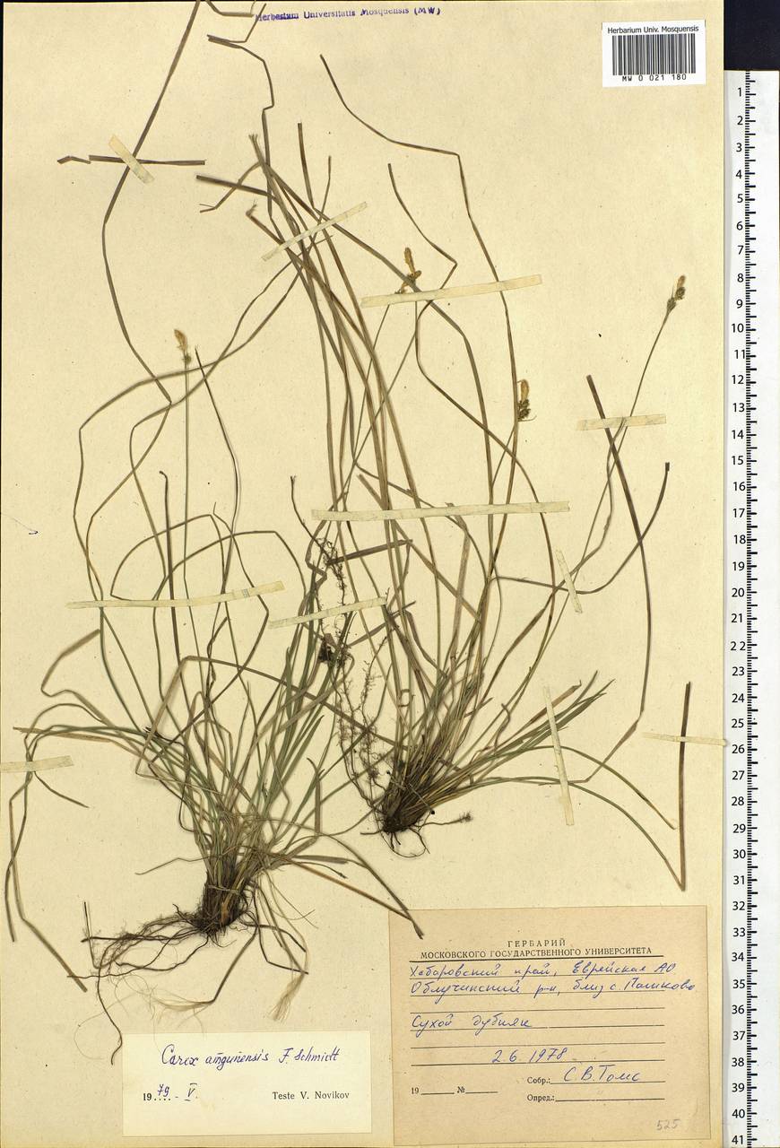 Carex amgunensis F.Schmidt, Siberia, Russian Far East (S6) (Russia)