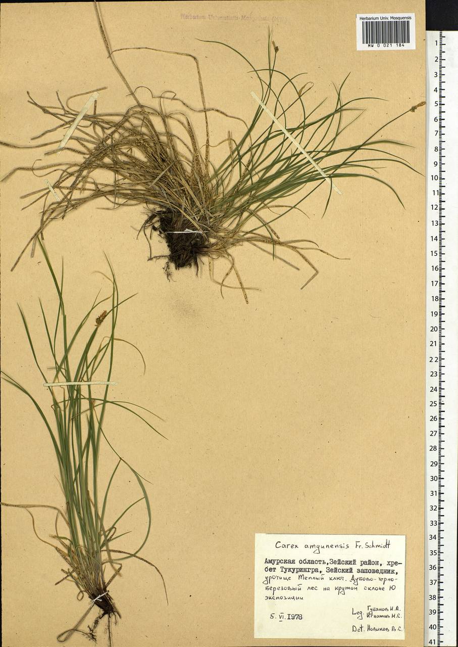 Carex amgunensis F.Schmidt, Siberia, Russian Far East (S6) (Russia)