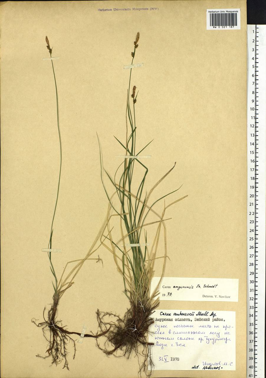 Carex amgunensis F.Schmidt, Siberia, Russian Far East (S6) (Russia)