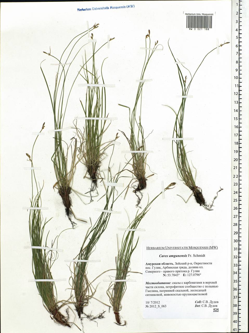 Carex amgunensis F.Schmidt, Siberia, Russian Far East (S6) (Russia)