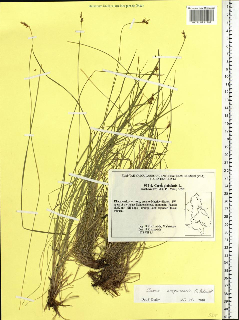 Carex amgunensis F.Schmidt, Siberia, Russian Far East (S6) (Russia)