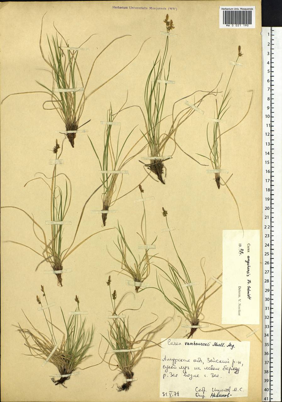 Carex amgunensis F.Schmidt, Siberia, Russian Far East (S6) (Russia)