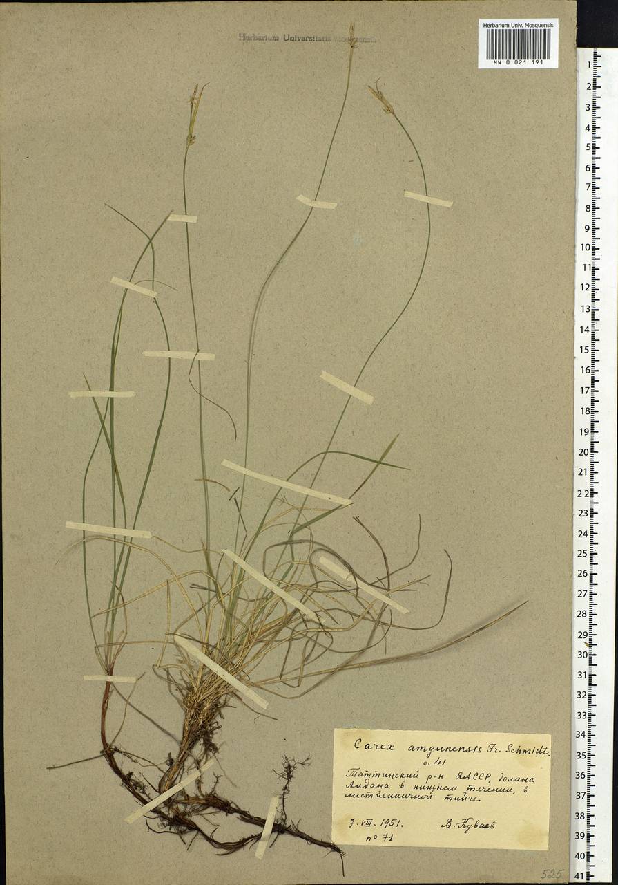Carex amgunensis F.Schmidt, Siberia, Yakutia (S5) (Russia)
