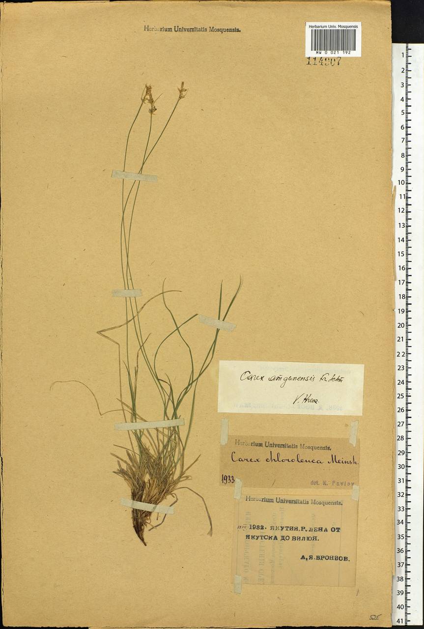 Carex amgunensis F.Schmidt, Siberia, Yakutia (S5) (Russia)
