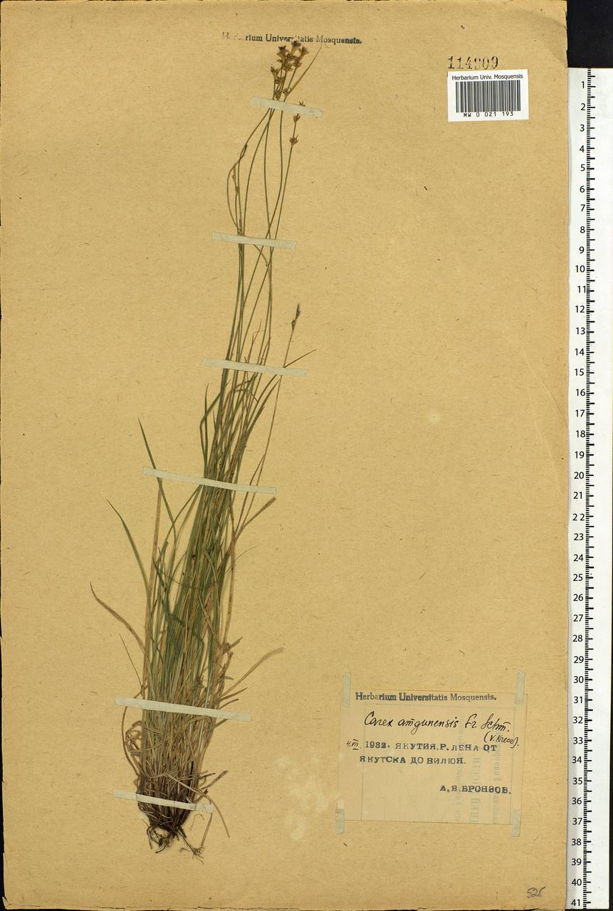 Carex amgunensis F.Schmidt, Siberia, Yakutia (S5) (Russia)