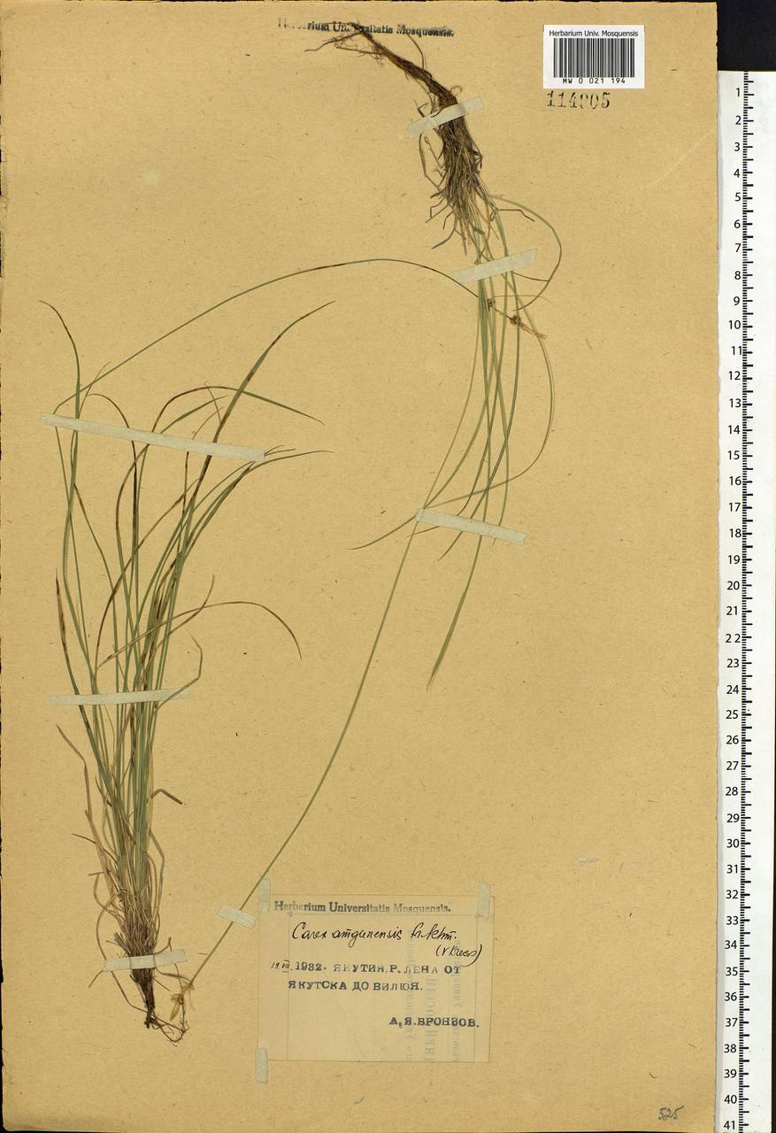 Carex amgunensis F.Schmidt, Siberia, Yakutia (S5) (Russia)