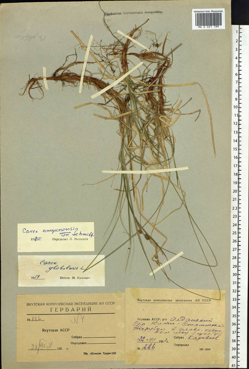 Carex amgunensis F.Schmidt, Siberia, Yakutia (S5) (Russia)