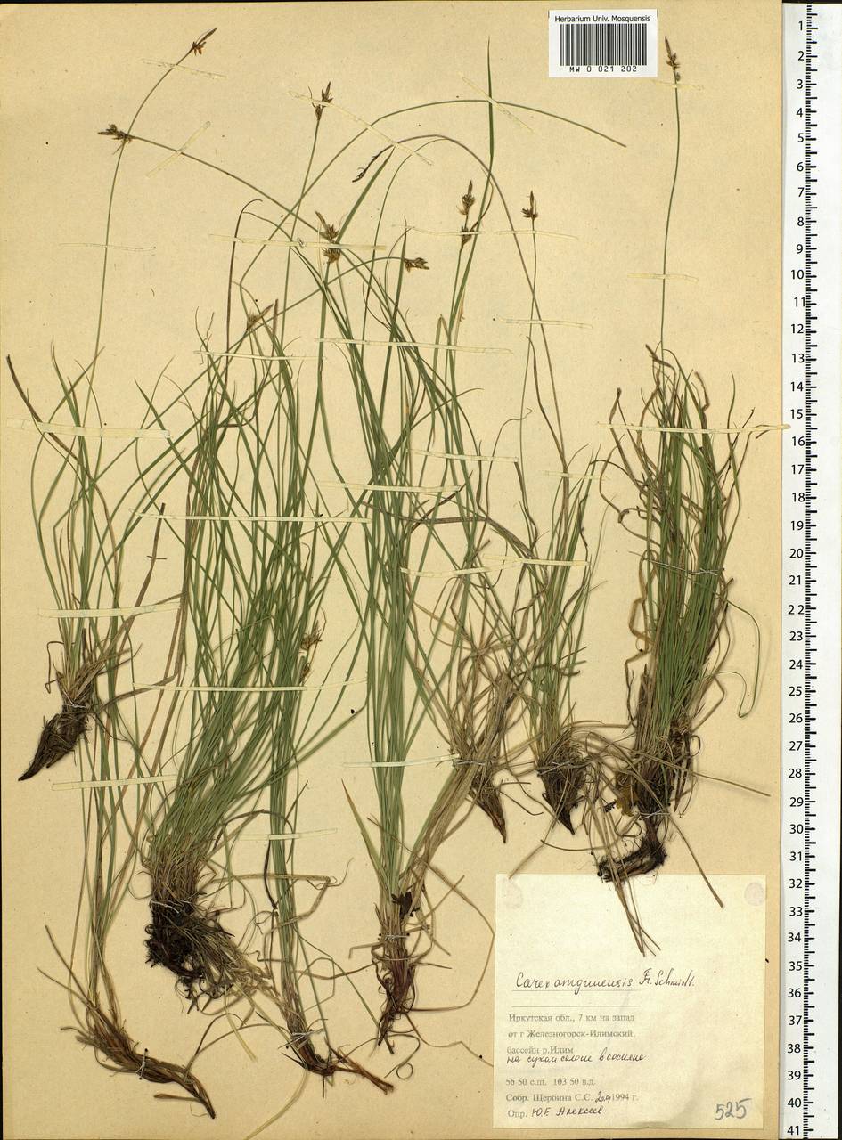 Carex amgunensis F.Schmidt, Siberia, Baikal & Transbaikal region (S4) (Russia)