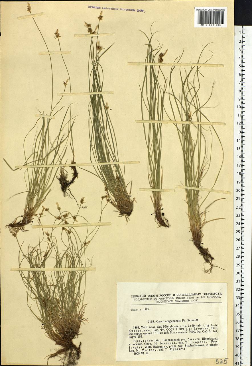 Carex amgunensis F.Schmidt, Siberia, Baikal & Transbaikal region (S4) (Russia)