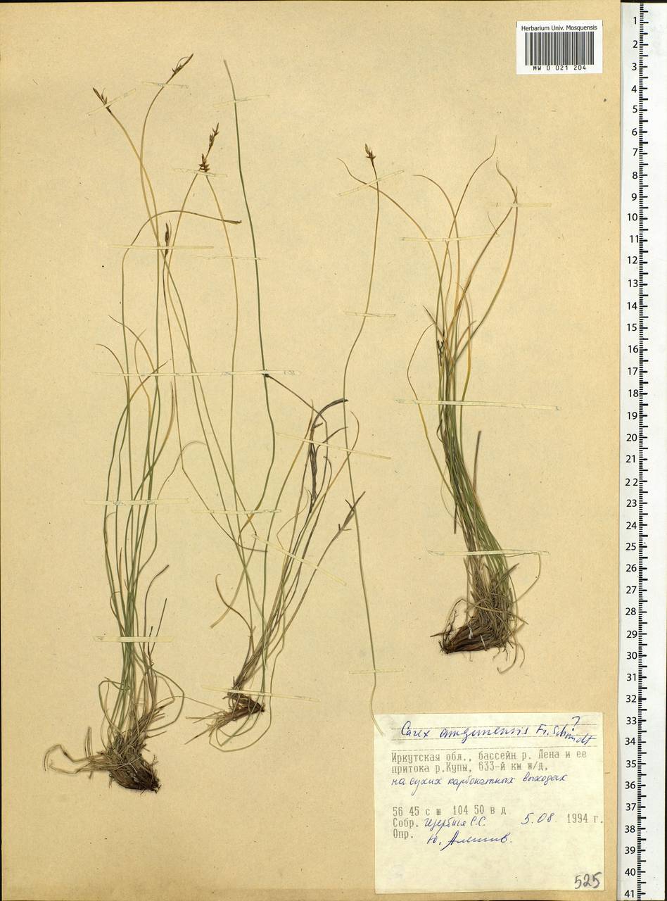 Carex amgunensis F.Schmidt, Siberia, Baikal & Transbaikal region (S4) (Russia)