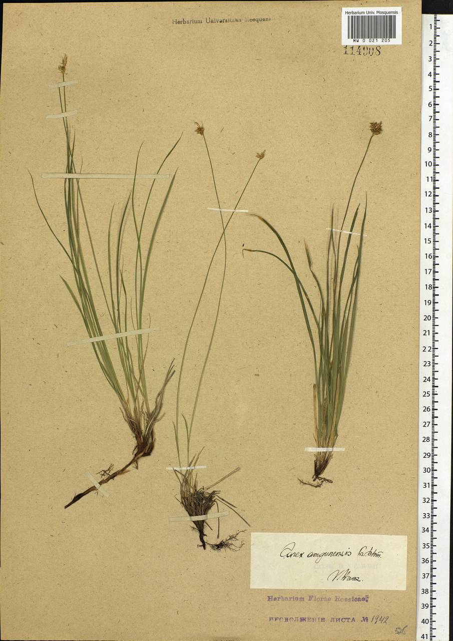 Carex amgunensis F.Schmidt, Siberia, Baikal & Transbaikal region (S4) (Russia)