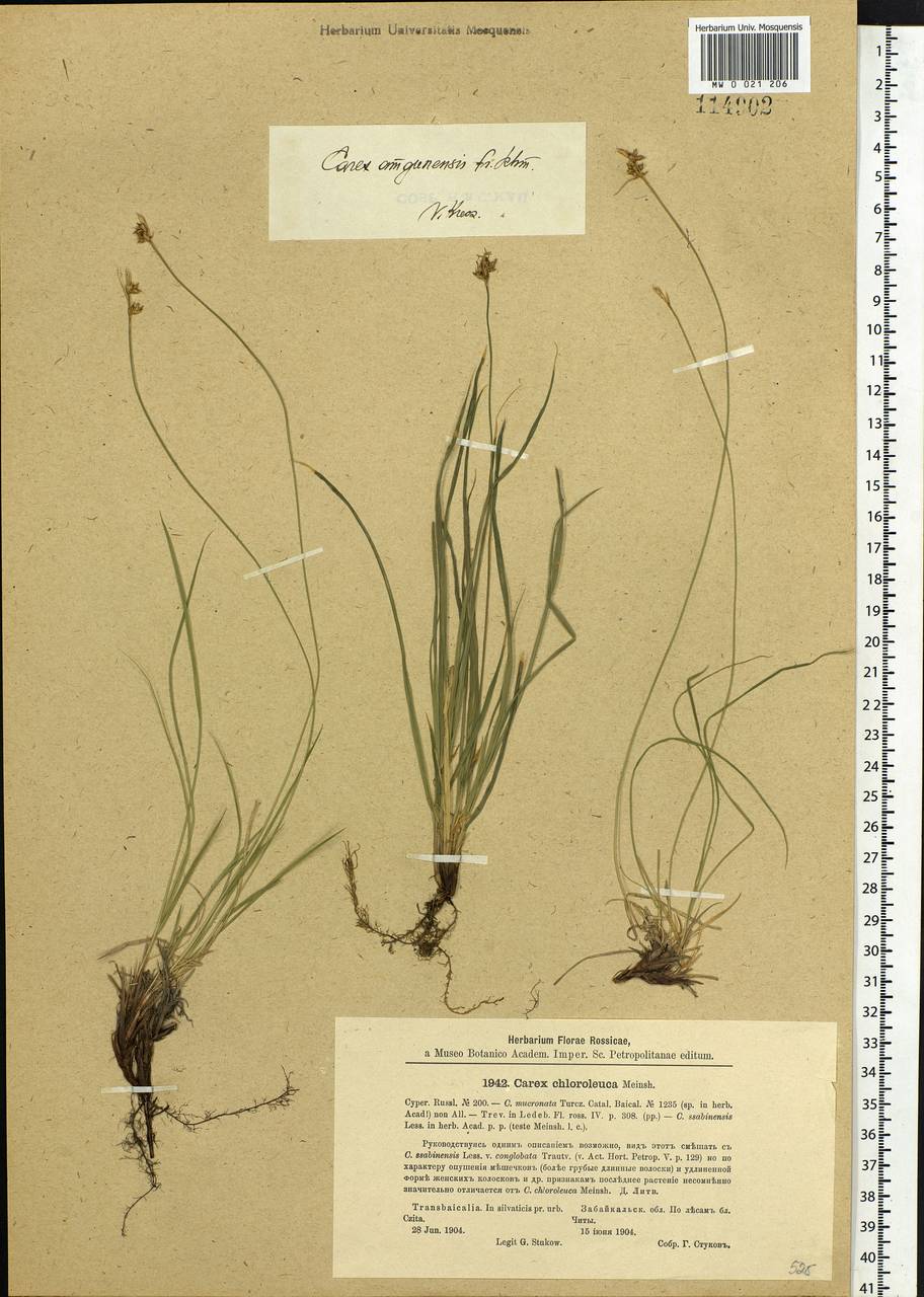 Carex amgunensis F.Schmidt, Siberia, Baikal & Transbaikal region (S4) (Russia)