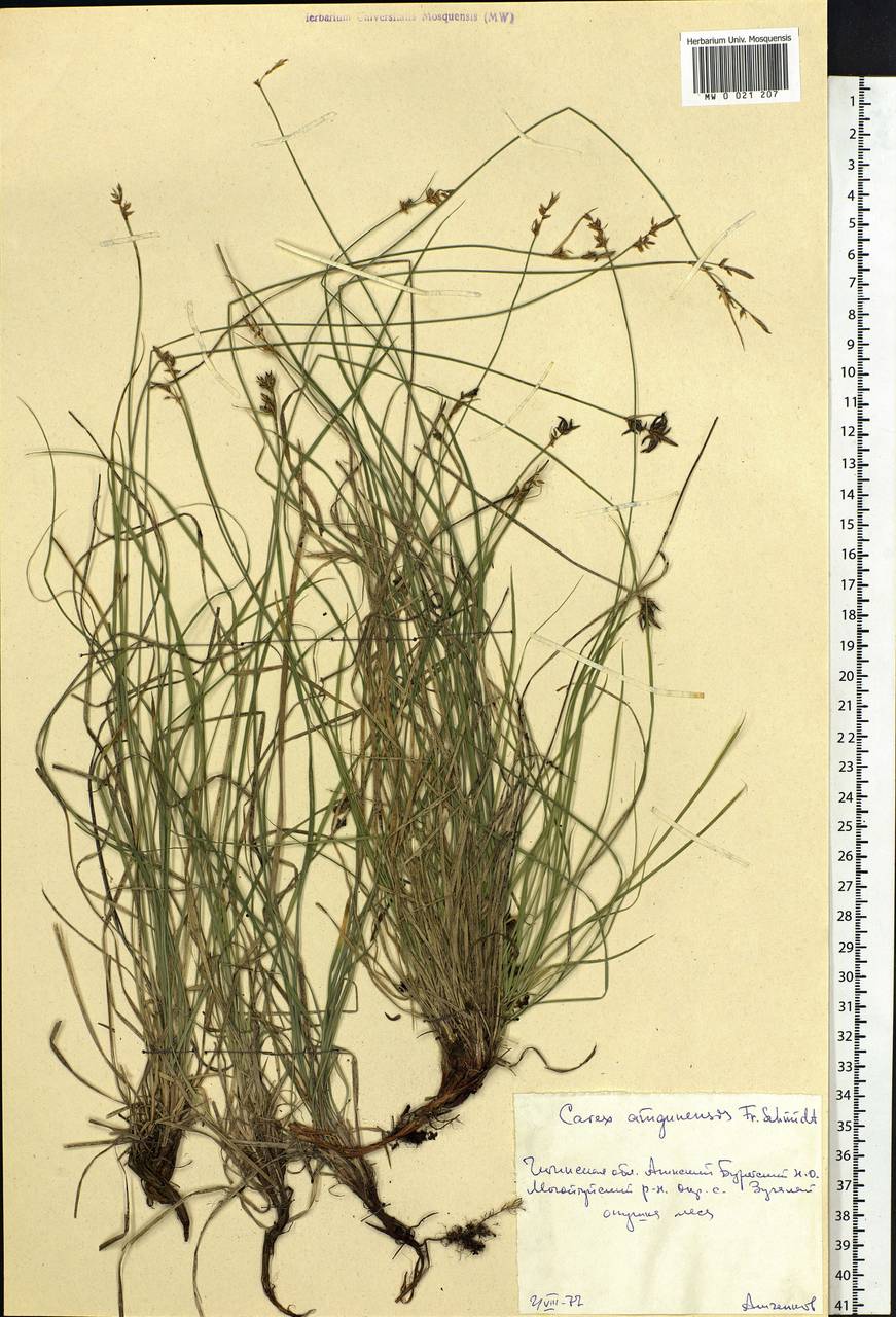 Carex amgunensis F.Schmidt, Siberia, Baikal & Transbaikal region (S4) (Russia)