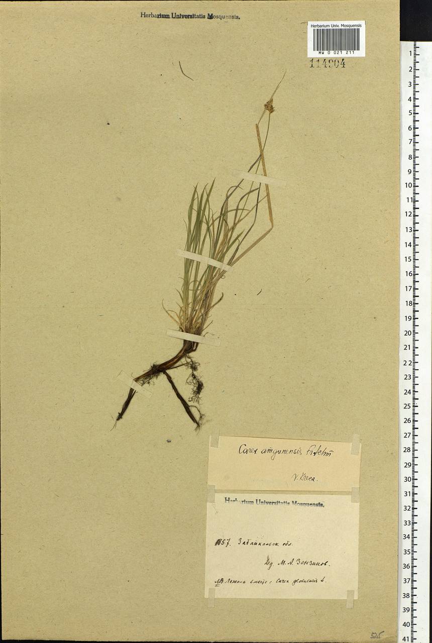 Carex amgunensis F.Schmidt, Siberia, Baikal & Transbaikal region (S4) (Russia)