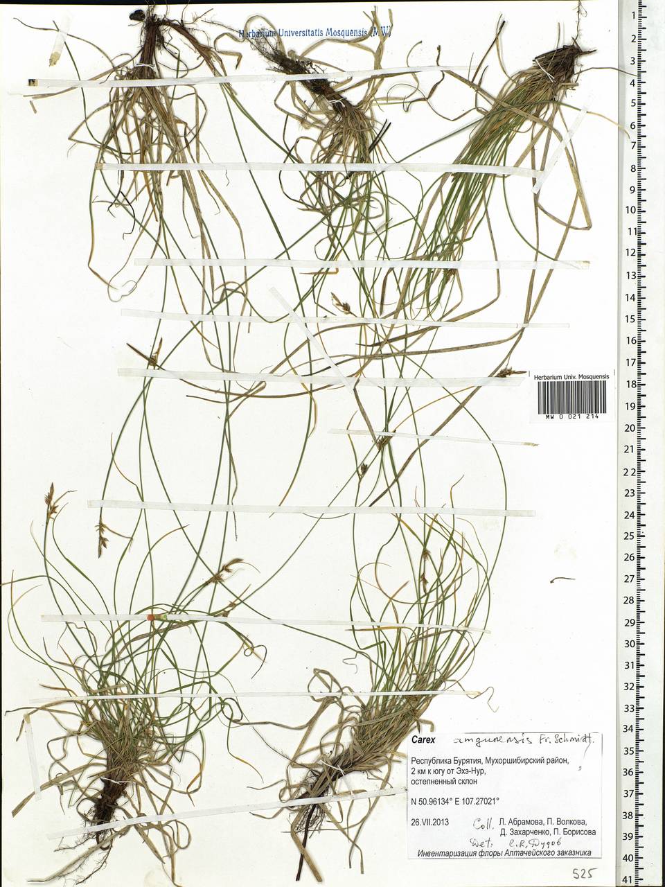 Carex amgunensis F.Schmidt, Siberia, Baikal & Transbaikal region (S4) (Russia)