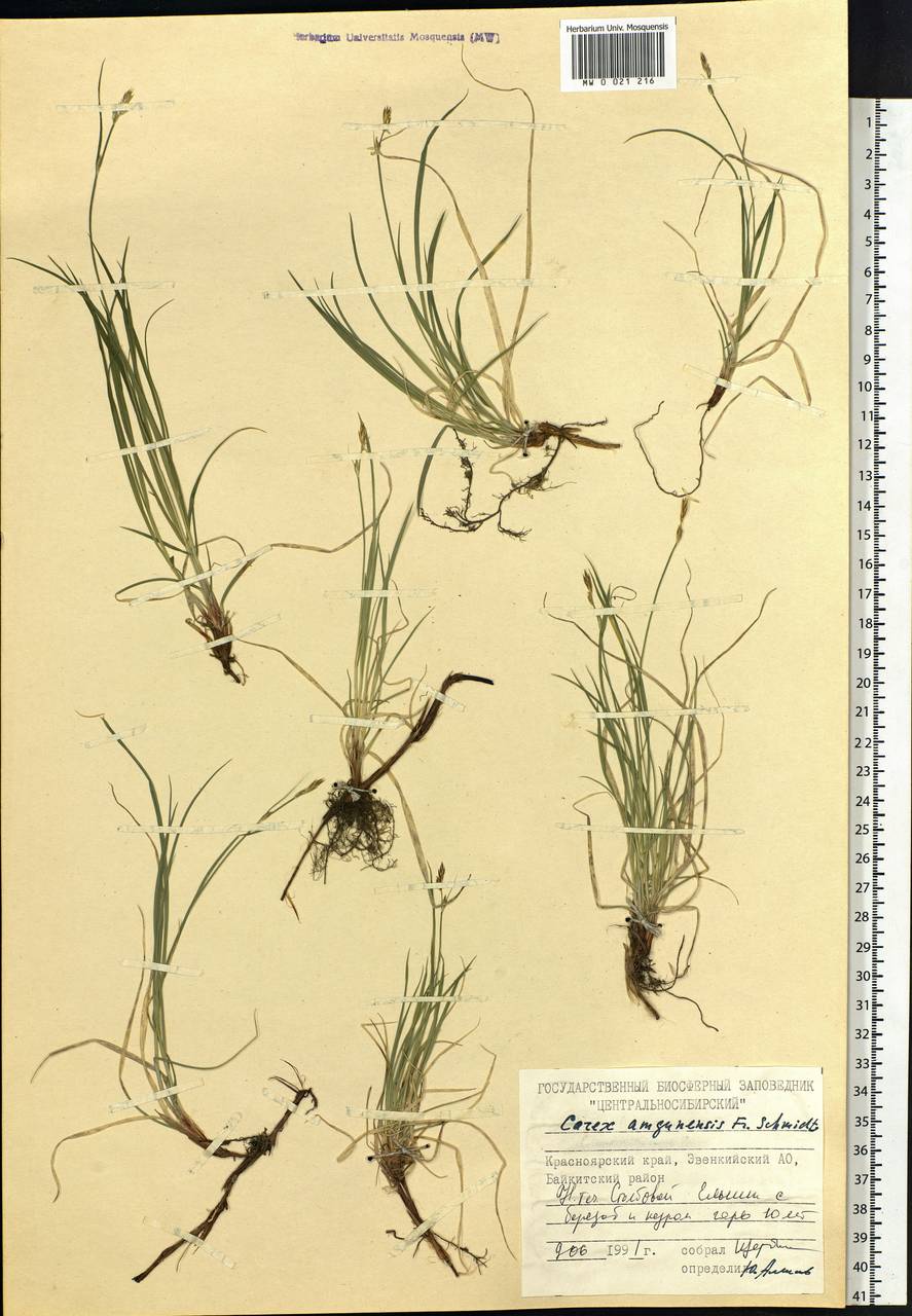 Carex amgunensis F.Schmidt, Siberia, Central Siberia (S3) (Russia)