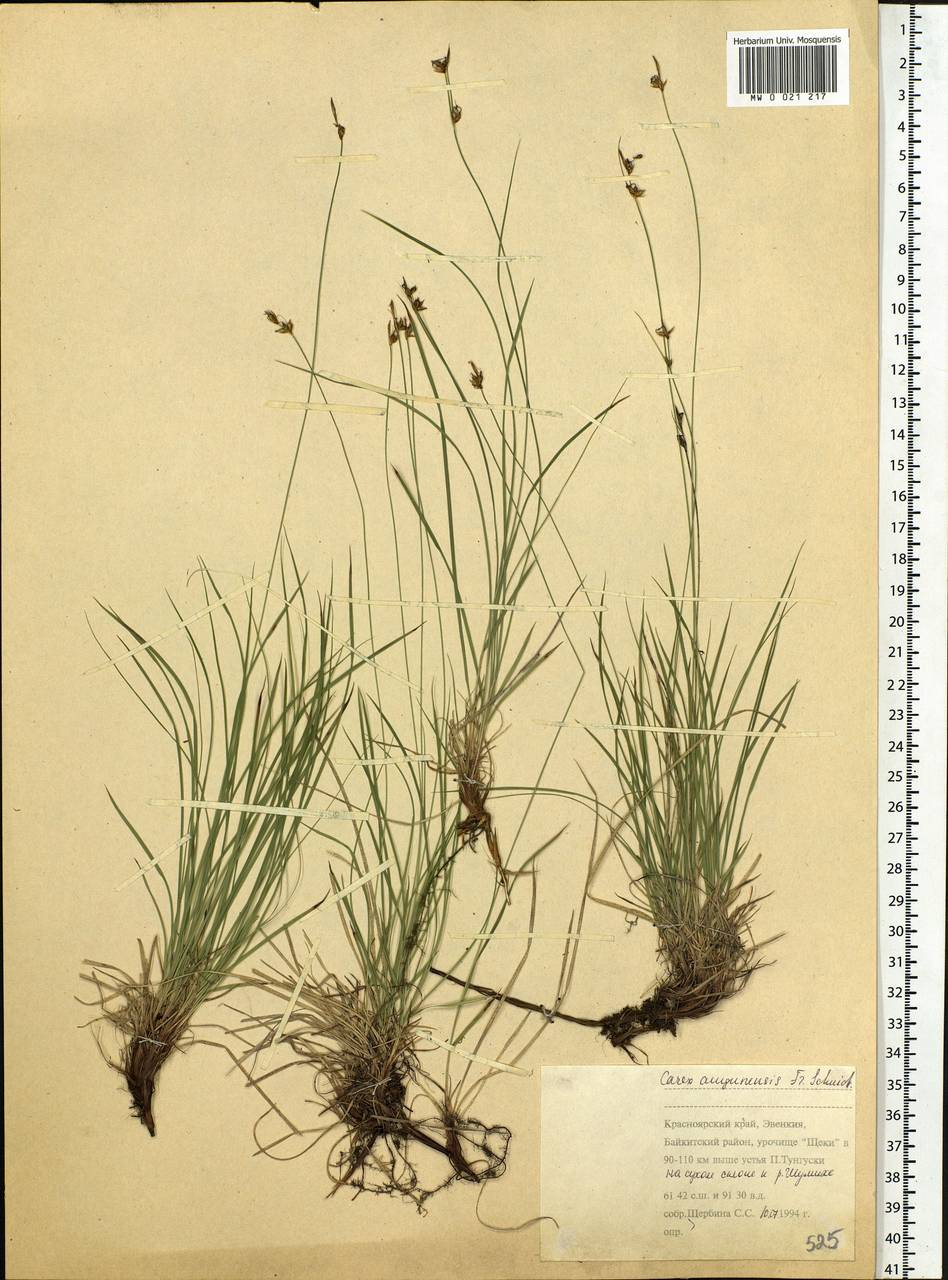 Carex amgunensis F.Schmidt, Siberia, Central Siberia (S3) (Russia)
