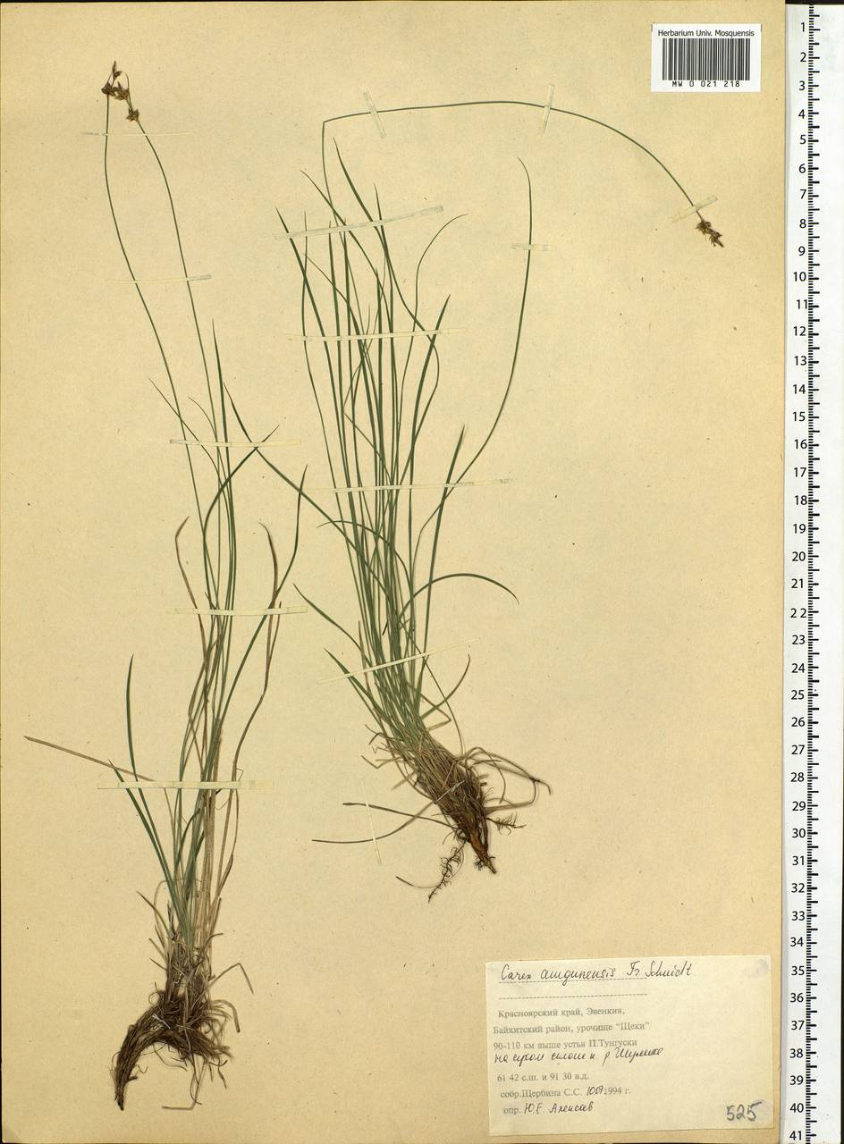Carex amgunensis F.Schmidt, Siberia, Central Siberia (S3) (Russia)
